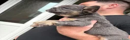 Bulldog Francese cani in vendita: Splendidi cuccioli di Bulldog francese a Città metropolitana di Milano - Annuncio 18