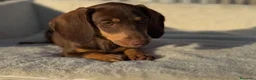 Bassotto cani in vendita: Bassotto femmina  - Annuncio 4