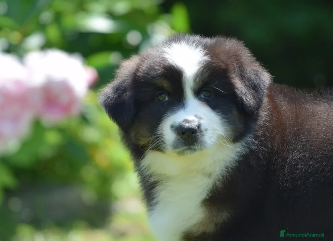 Immagine della galleria {{count}}