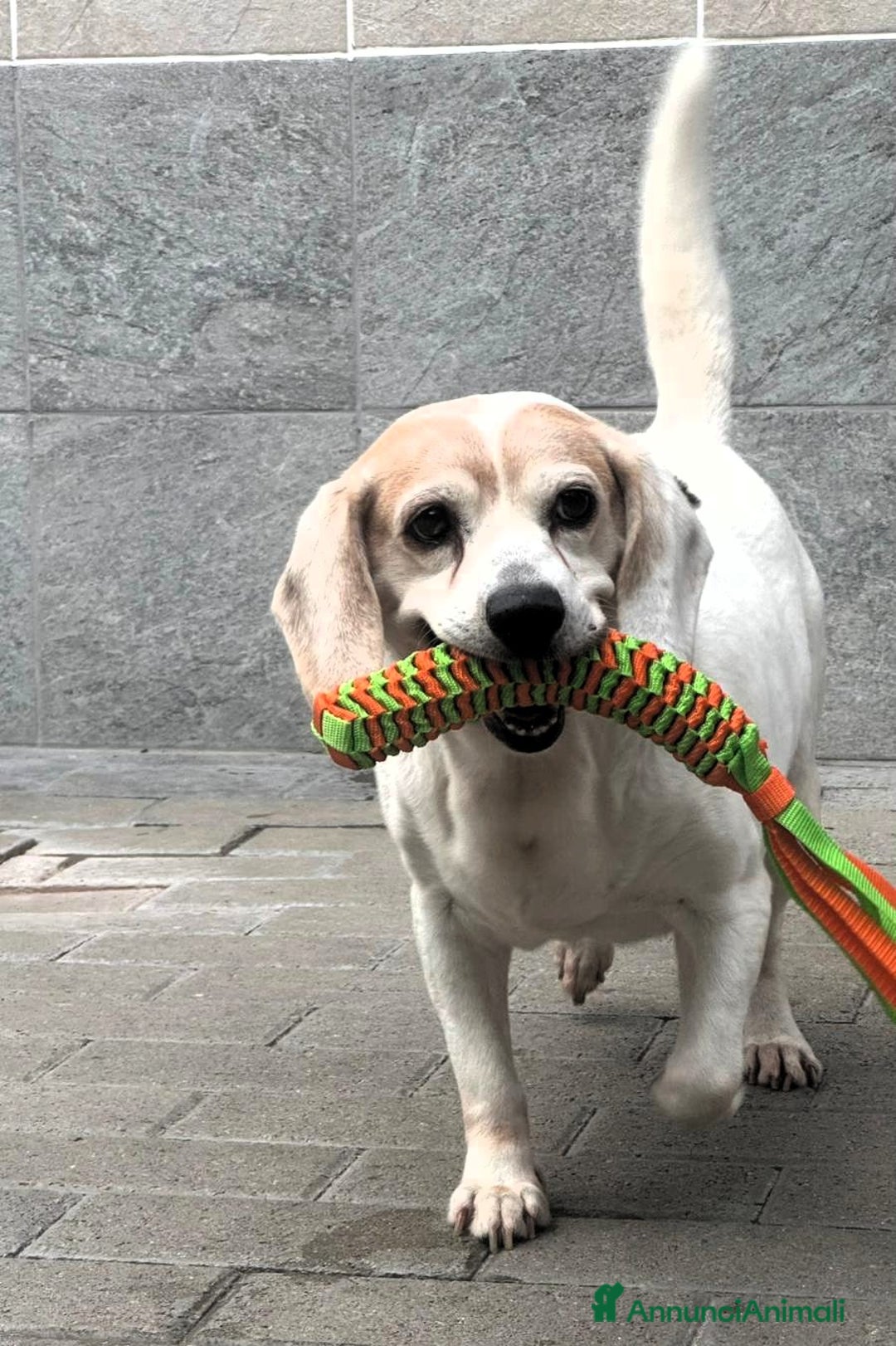 Meticcio cani in regalo: BALOO MINI BEAGLE - Annuncio 3