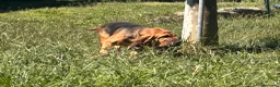 Bloodhound cani in vendita: Cucciolone - Annuncio 5