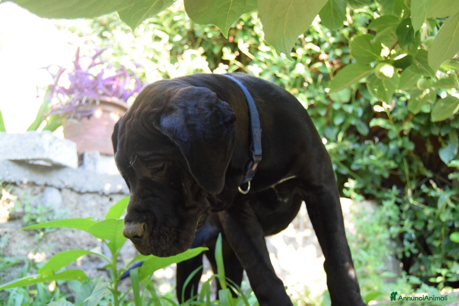 Cane Corso cani Cucciola di cane corso - Annuncio 2