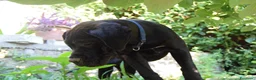 Cane Corso cani in vendita: Cucciola di cane corso - Annuncio 1