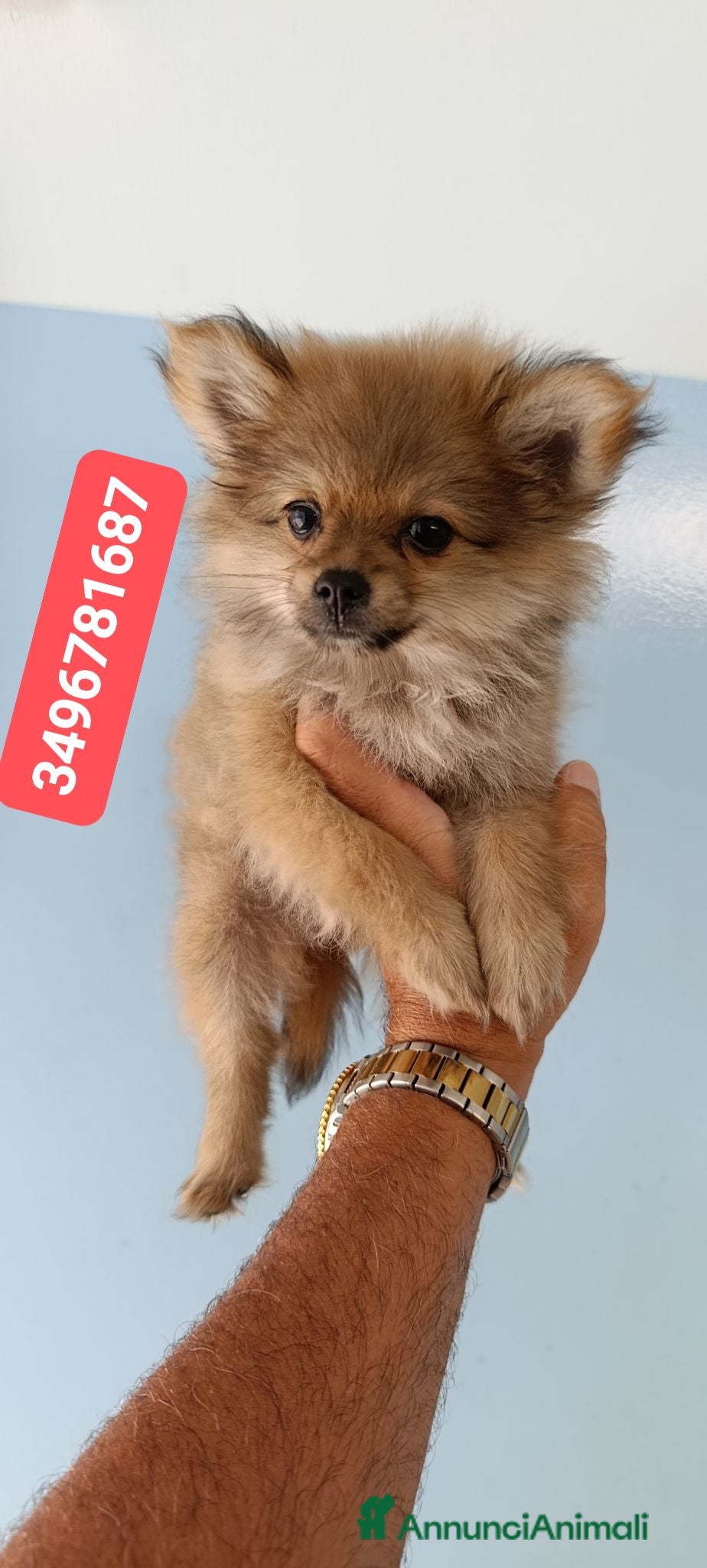 Spitz cani SPITZ TEDESCO PICCOLO ultime batuffole morbidose - Annuncio 2
