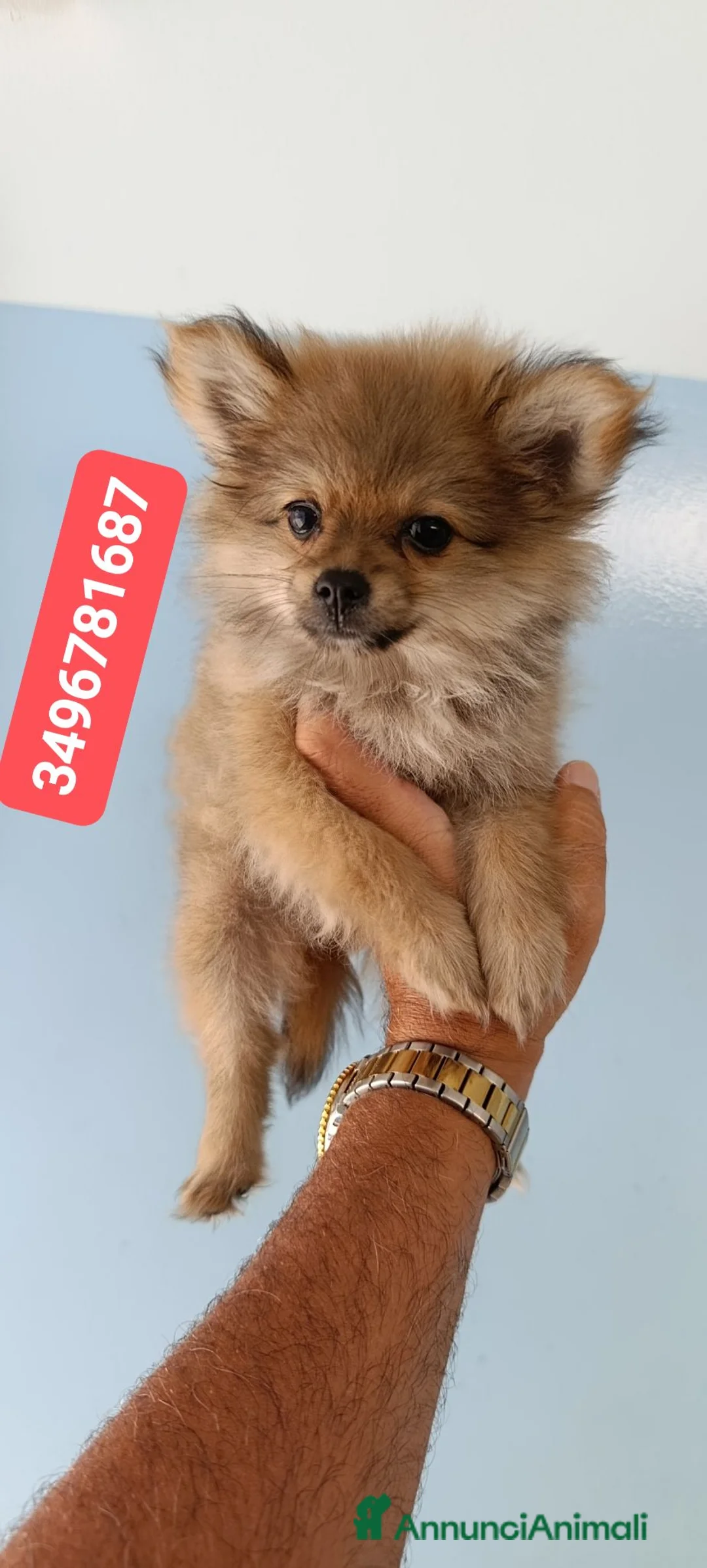 Spitz cani in vendita: SPITZ TEDESCO PICCOLO ultime batuffole morbidose - Annuncio 1