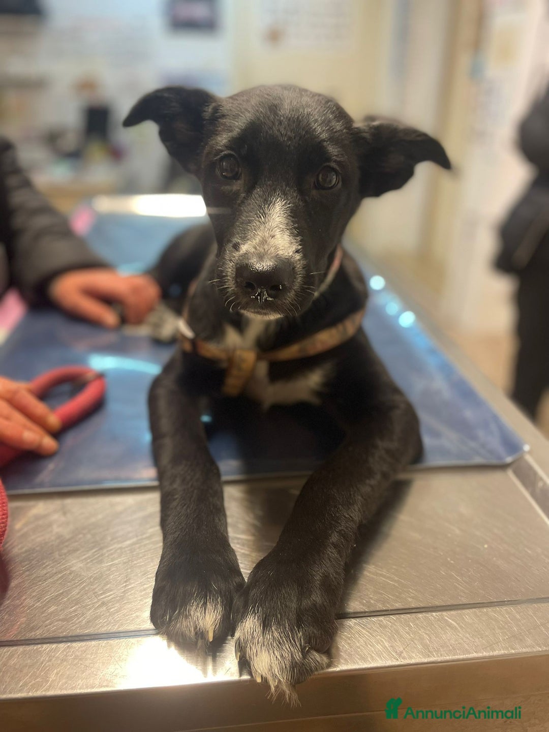 Meticcio cani in regalo: LA DOLCISSIMA E BELLISSIMA BELLA - Annuncio 8