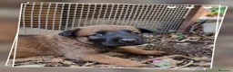 Pastore Belga cani in vendita: Allevamento Pastore Belga Malinois in Calabria.  a Provincia di Cosenza - Annuncio 2
