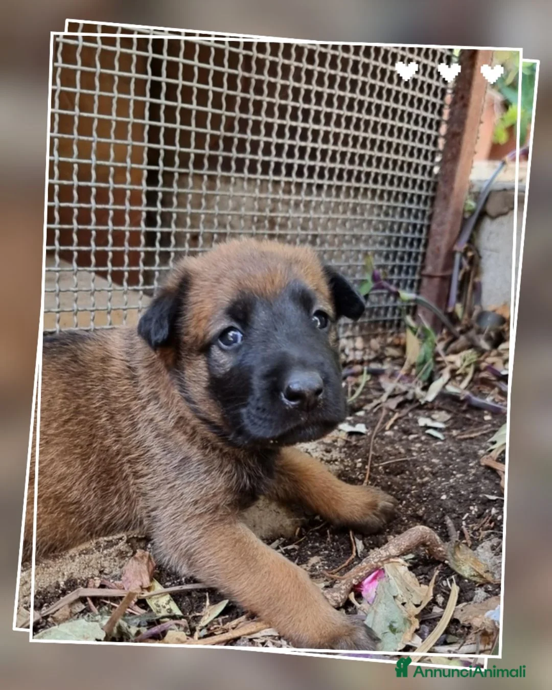 Pastore Belga cani in vendita: Allevamento Pastore Belga Malinois in Calabria.  a Provincia di Cosenza - Annuncio 2