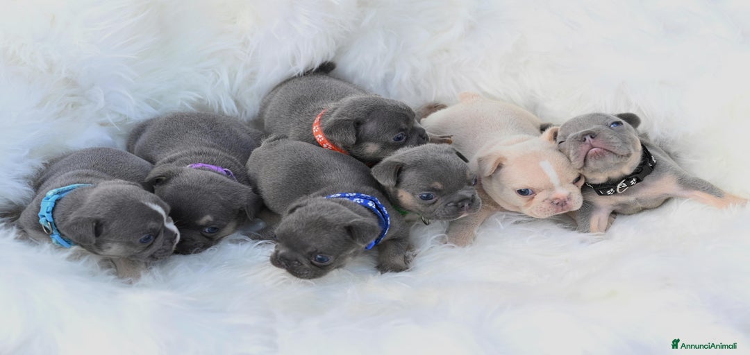 Immagine della galleria {{count}}