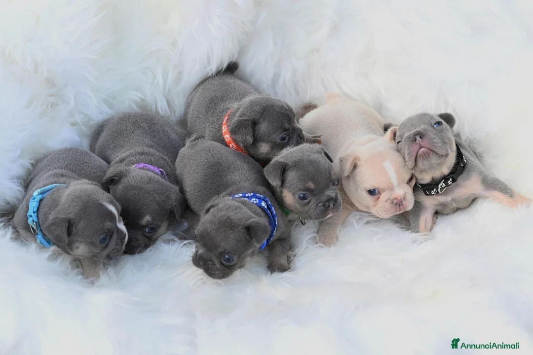 Immagine della galleria {{count}}