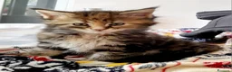 Maine Coon gatti in vendita: Cucciola di Maine Coon - Annuncio 4