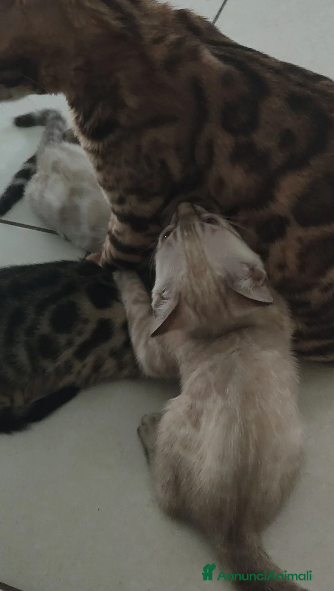 Bengala gatti in vendita: Bengala Snow Lynx femmina e Brown Spotted maschio  - Annuncio 9