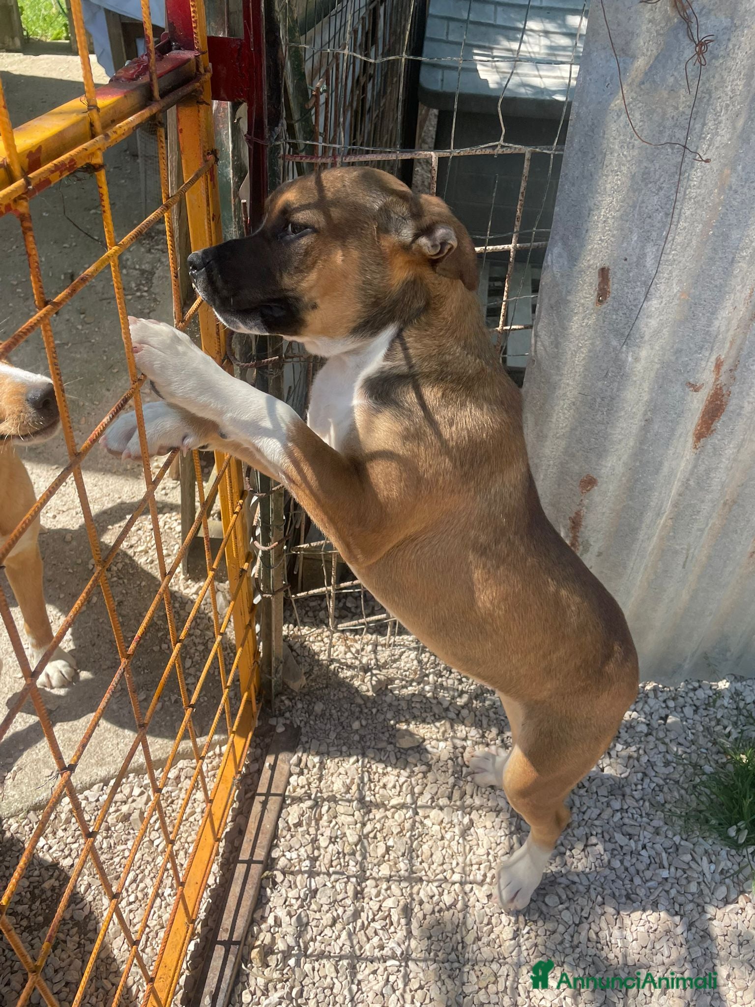 Pitbull cani in regalo: SIMPATICO MIX PITT - Annuncio 7