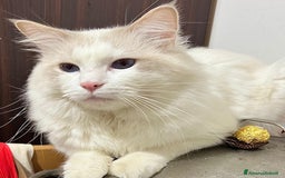 Ragdoll gatti in vendita: cuccioli di ragdoll a Provincia di Forlì-Cesena - Immagine 3