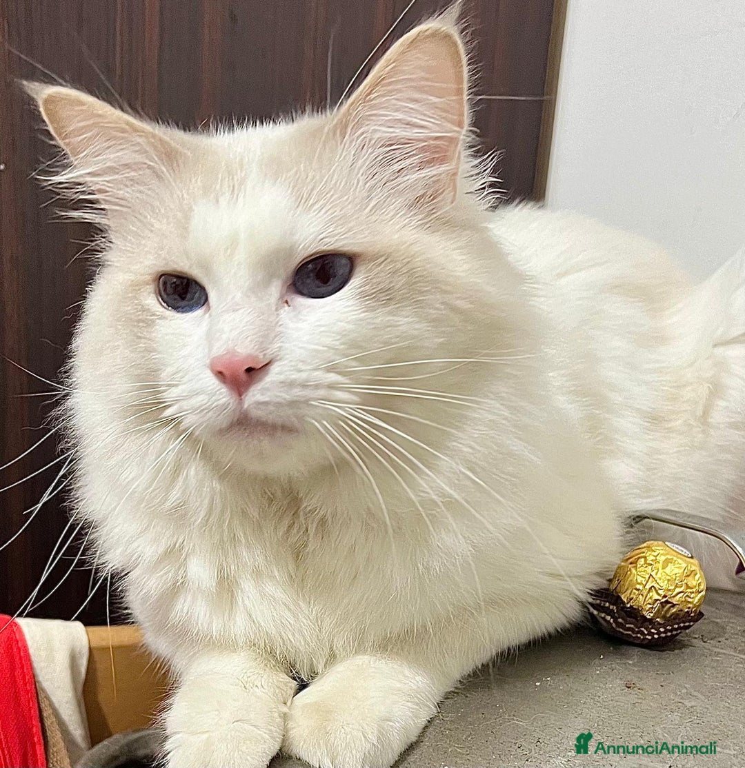 Ragdoll gatti in vendita: cuccioli di ragdoll a Provincia di Forlì-Cesena - Immagine 3