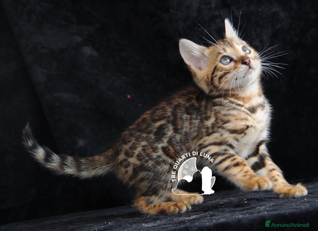 Bengala gatti in vendita: Cuccioli Bengala – Il Fascino della Natura a Città metropolitana di Roma Capitale - Immagine 2