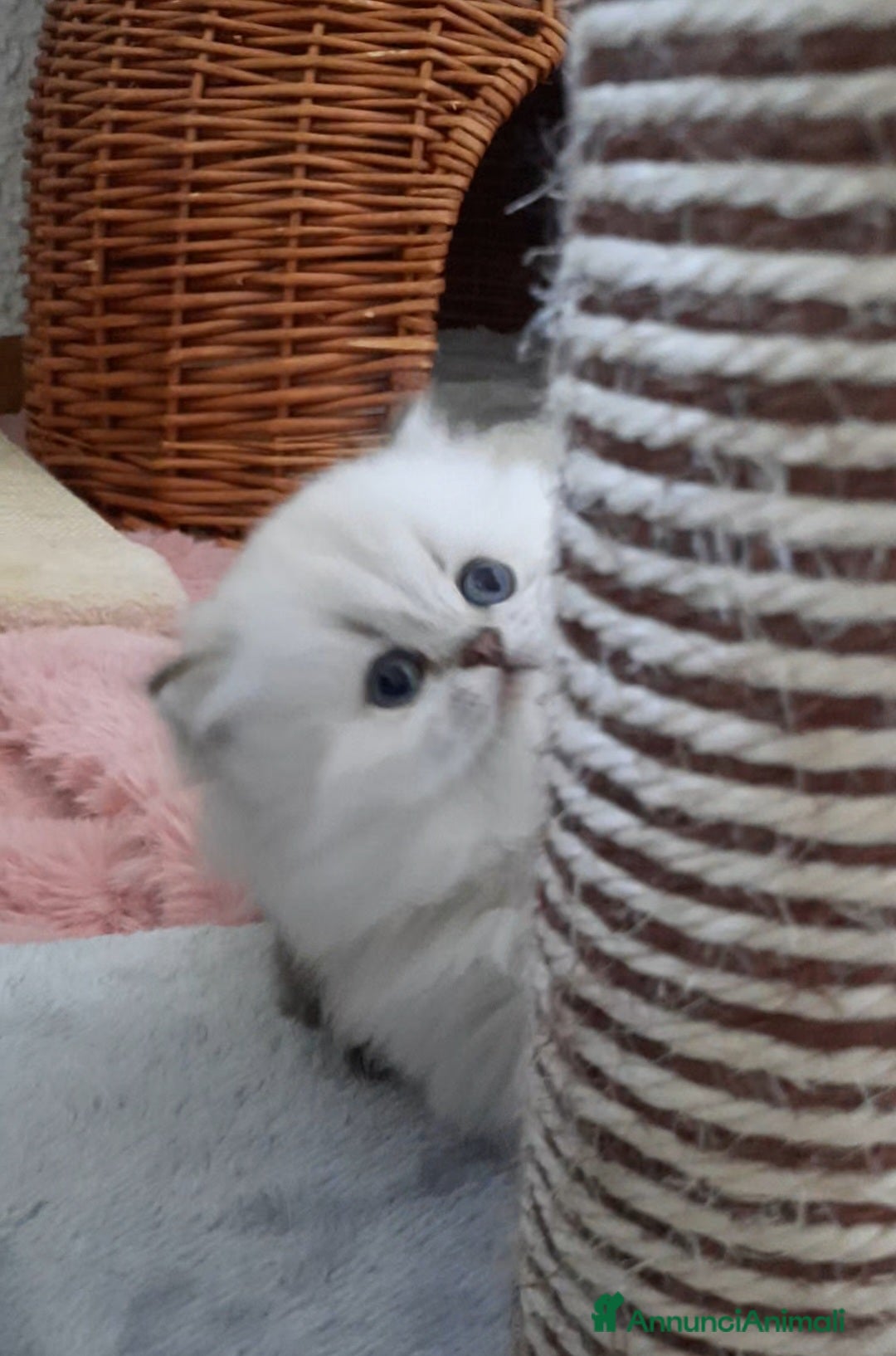 British gatti in vendita: Cuccioli British longhair con pedigree  - Annuncio 9