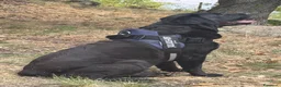 Labrador cani per accoppiamento: blu cerca fidanzata (non vogliamo soldi) - Annuncio 4