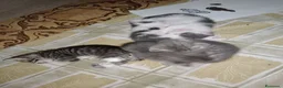 Altre razze gatti in regalo: GATTINI GIOCHERELLONI  a Provincia di Bergamo - Annuncio 4