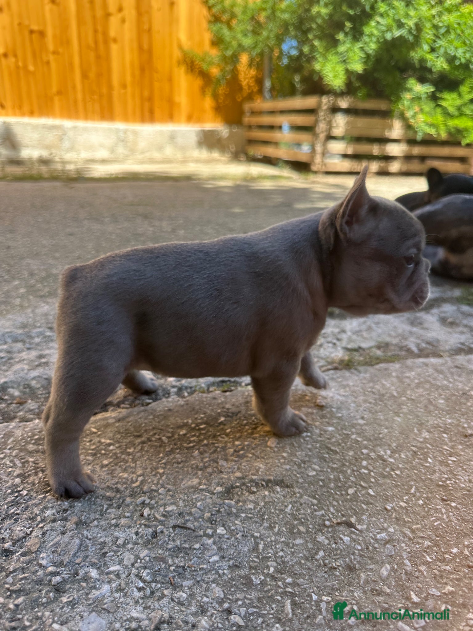 Bulldog Francese cani in vendita: bulldog francese blue e nero tigrato  - Annuncio 11