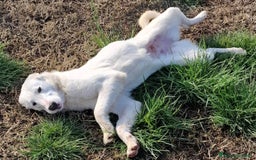 Pastore Maremmano cani in regalo: SQUITTY, dolcissima cucciola a Provincia di Latina - Immagine 3