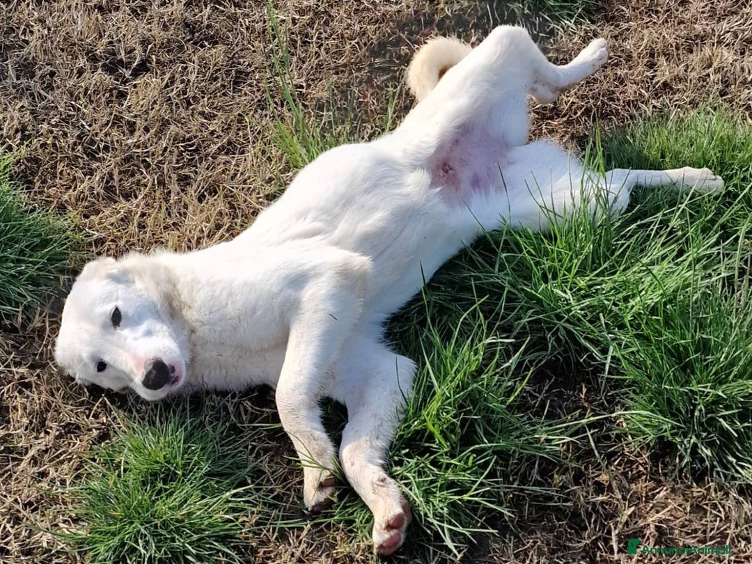 Pastore Maremmano cani in regalo: SQUITTY, dolcissima cucciola a Provincia di Latina - Immagine 3