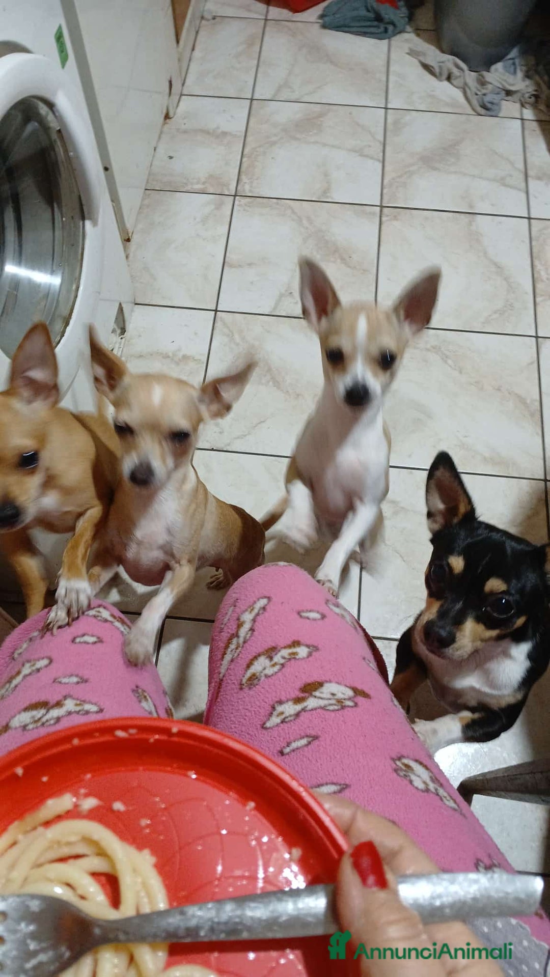 Chihuahua cani in vendita: Chihuahua cuccioli disponibili - Annuncio 8