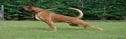 Boxer cani in vendita: BOXER CUCCIOLI VENDO-CUCCIOLI BOXER - Annuncio 8