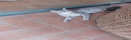 Europeo gatti in regalo: Cuccioli di gatto europeo tigrati - Annuncio 4