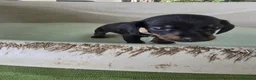 Bassotto Nano cani in vendita: Allevamento del gargano CALVINC a Provincia di Foggia - Annuncio 3