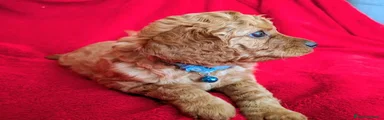 Cavapoo 1