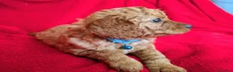 Cavapoo cani in vendita: Splendidi cuccioli di Cavapoo F1B a Città metropolitana di Milano - Annuncio 8