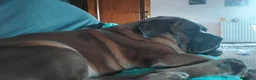 Cane Corso cani in regalo: Regalo cane corso  a Provincia di Sondrio - Annuncio 6