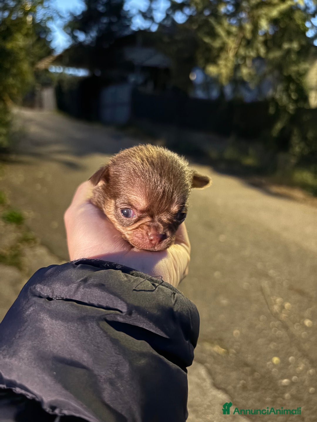 Chihuahua cani in vendita: Chihuahua  - Annuncio 5