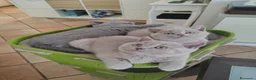 British gatti in vendita: Splendidi gattini di pura razza British Shorthair  - Annuncio 3