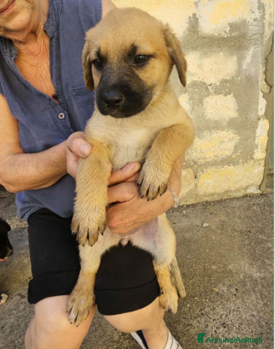 Altre razze cani in regalo: michelle e stellina a Provincia di Bergamo - Immagine 2
