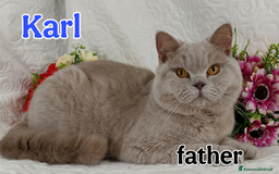 British gatti in vendita: British  / Scottish occhi AZZURRI  a Provincia di Pavia - Immagine 3