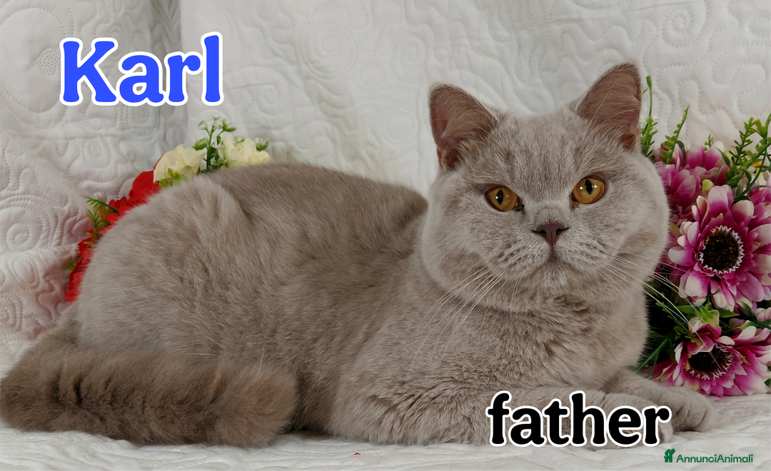 British gatti in vendita: British  / Scottish occhi AZZURRI  a Provincia di Pavia - Immagine 3