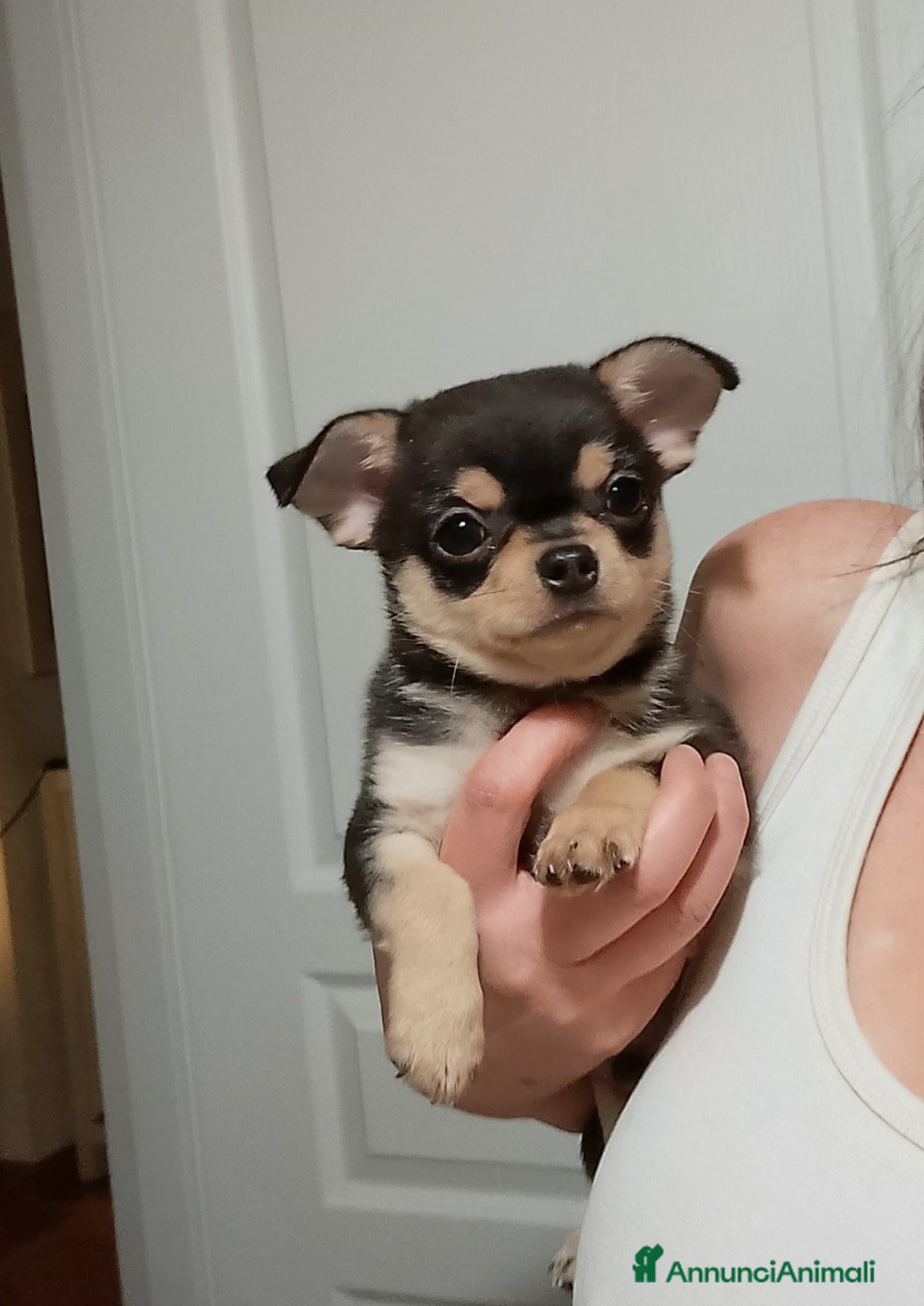 Chihuahua cani Chihuahua pedigree ENCI  - Annuncio 2