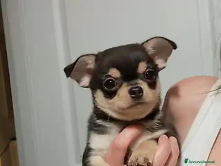 Chihuahua cani Chihuahua pedigree ENCI - Annuncio 2