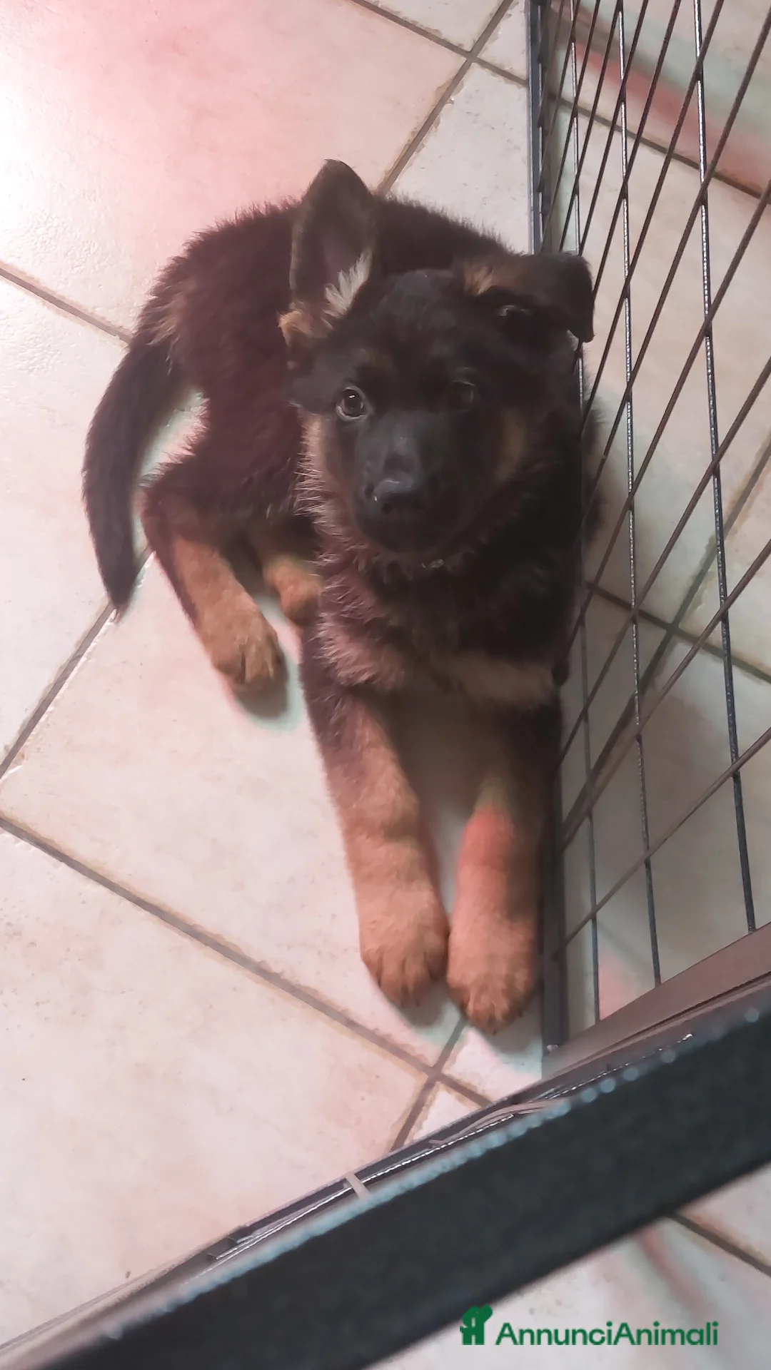 Pastore Tedesco cani in vendita: Cuccioli pastore tedesco pedigree enci  - Annuncio 3