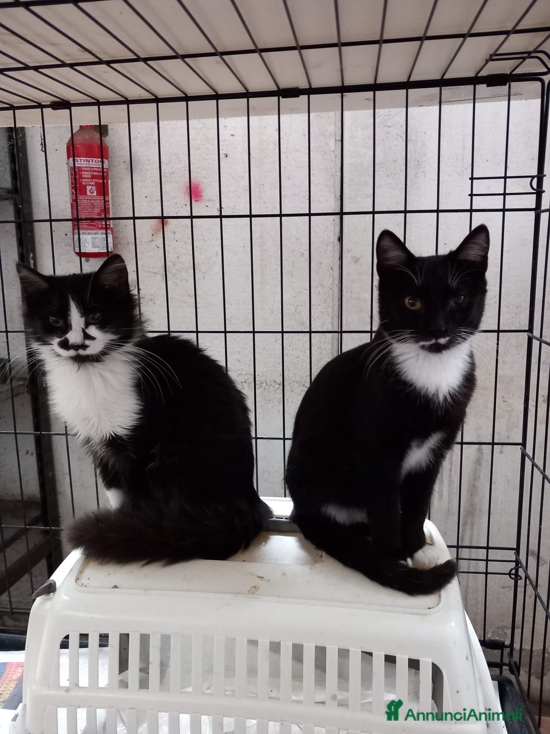 Europeo gatti in regalo: Due Gattini di 6 mesi - Annuncio 2