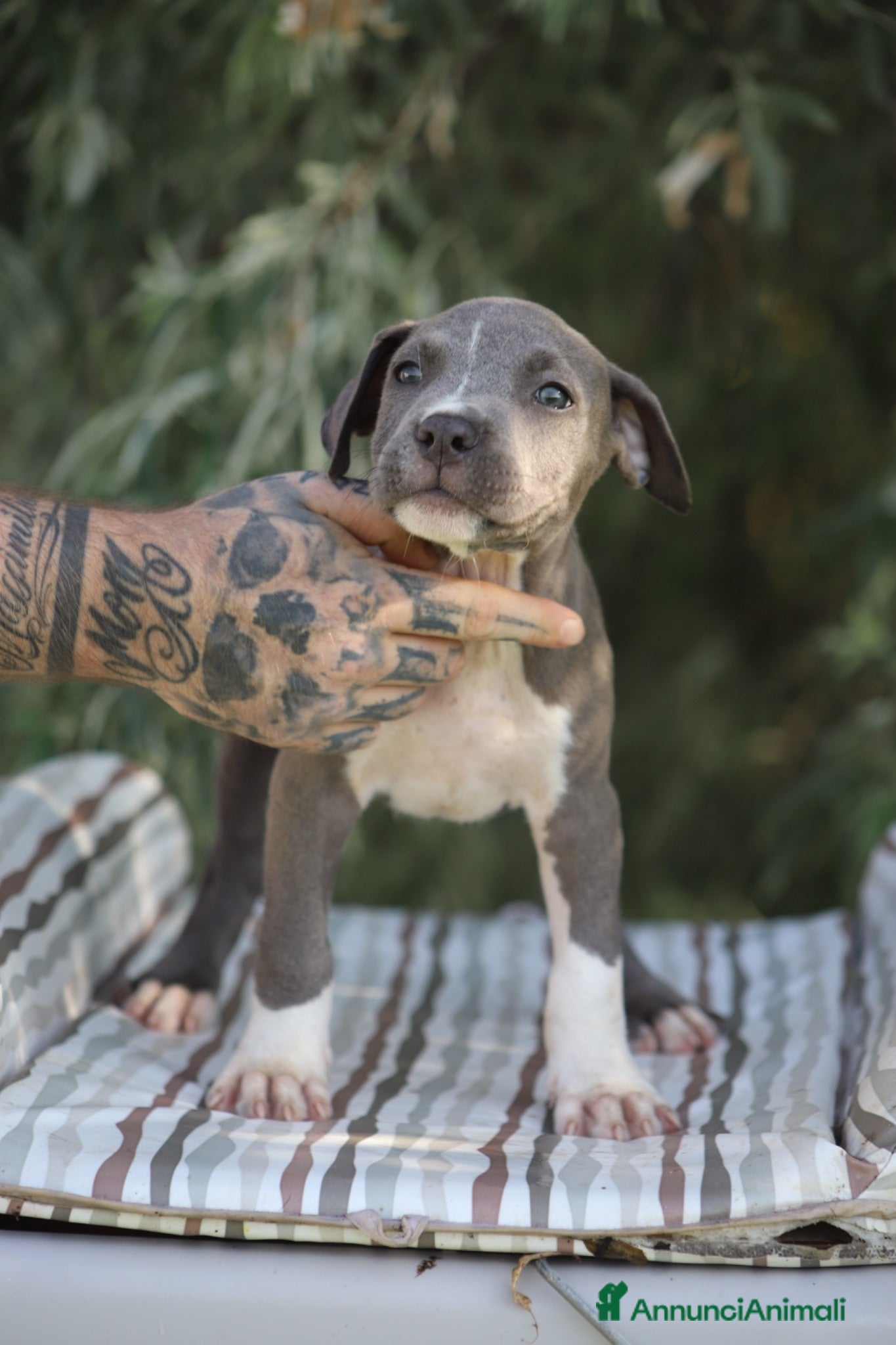 Pitbull cani Cuccioli di Pit Bull Blue Nose anche a rate - Annuncio 1