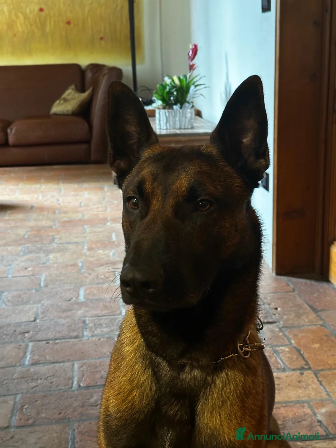 Pastore Belga cani in vendita: pastor belga malinois da monta - Annuncio 5