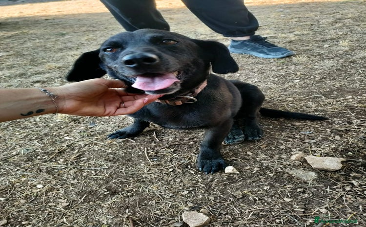 Meticcio cani a Città metropolitana di Milano - Annuncio 16