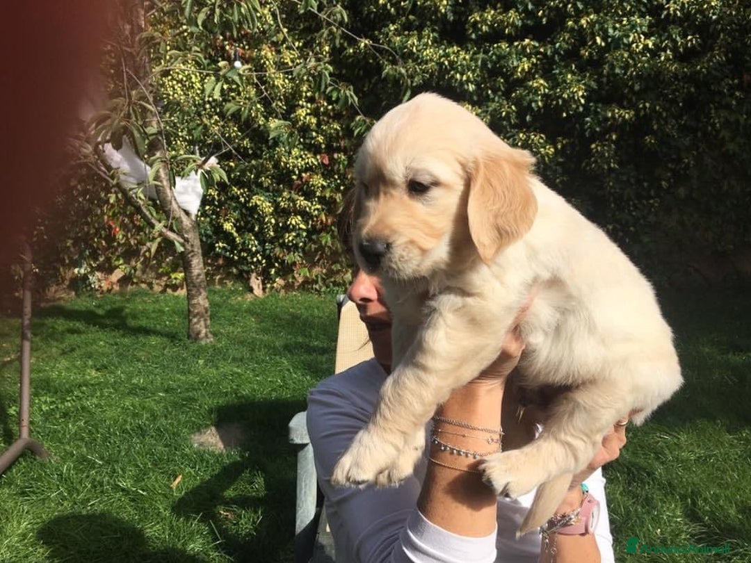 Golden Retriever cani in vendita: CUCCIOLI DI GOLDEN RETRIEVER CON PEDIGREE - Annuncio 9
