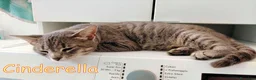 Europeo gatti in regalo: CINDERELLA BELLISSIMA GATTINA a Città metropolitana di Roma Capitale - Annuncio 4