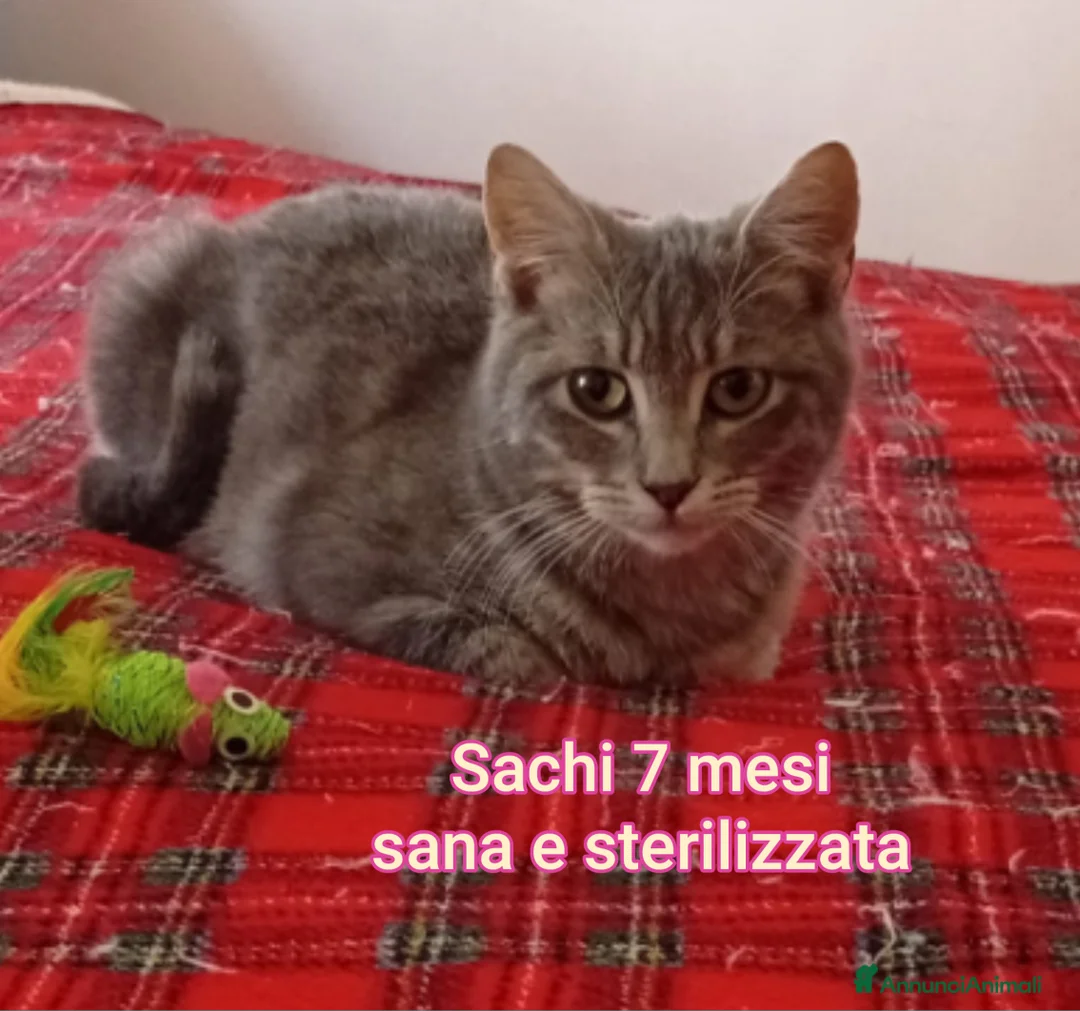 Altre razze gatti in regalo: SERVONO ADOZIONI X SALVARLI - Annuncio 7