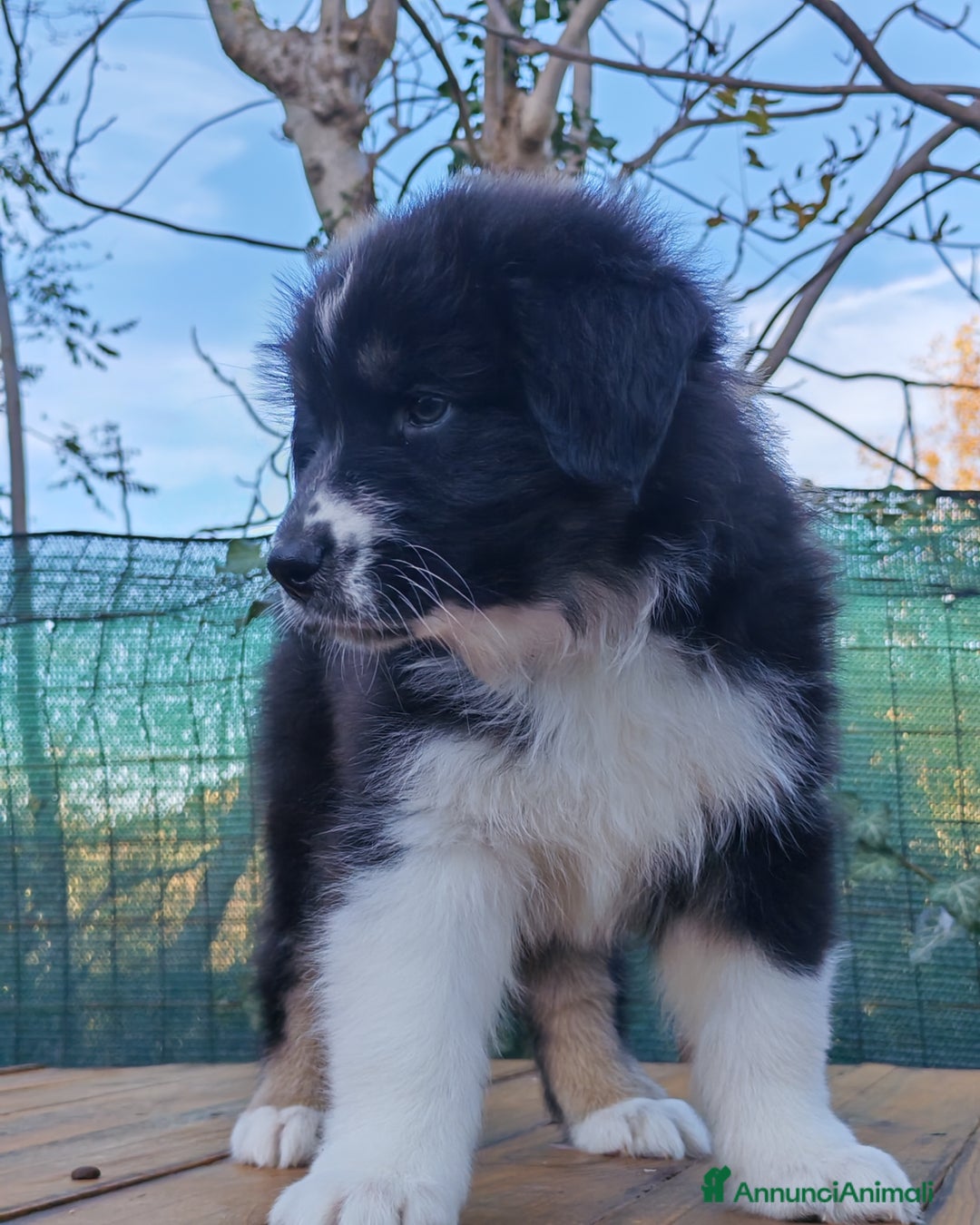 Australian Shepherd cani in vendita: Amorevoi Cuccioli Pastore Australiano (Aussi) - Annuncio 10