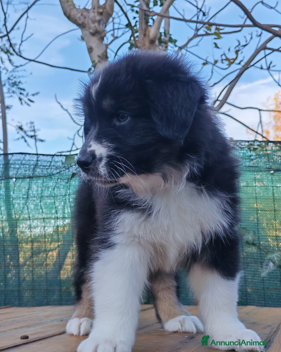 Australian Shepherd cani in vendita: Amorevoi Cuccioli Pastore Australiano (Aussi) - Annuncio 10